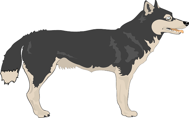 Wolf Png Clipart (23 Image) free png download
