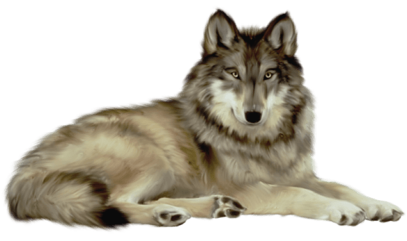 Wolf Png Clipart (23 Image) free png download