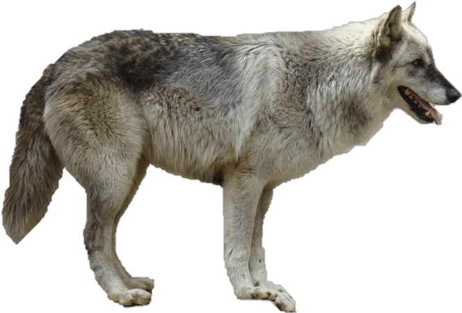 Wolf Png Clipart (23 Image) free png download