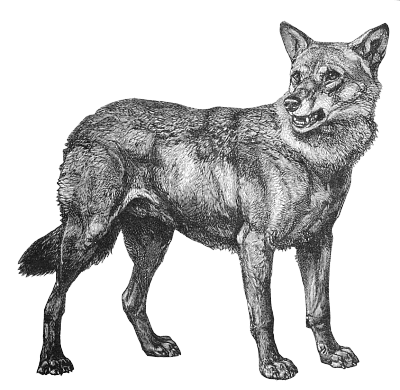 Wolf Png Clipart (23 Image) free png download