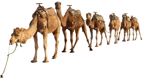 Camel PNG Clipart (28 Image) free png download