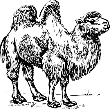 Camel PNG Clipart (28 Image) free png download