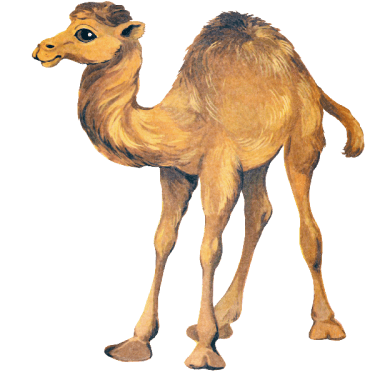 Camel PNG Clipart (28 Image) free png download