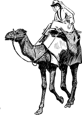 Camel PNG Clipart (28 Image) free png download