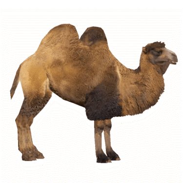 Camel PNG Clipart (28 Image) free png download