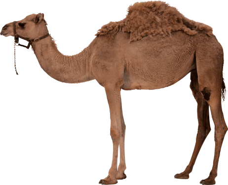 Camel PNG Clipart (28 Image) free png download