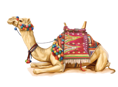 Camel PNG Clipart (28 Image) free png download