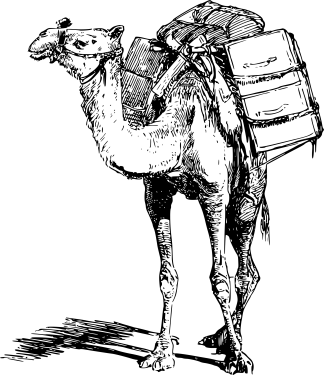 Camel PNG Clipart (28 Image) free png download