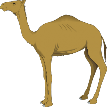 Camel PNG Clipart (28 Image) free png download