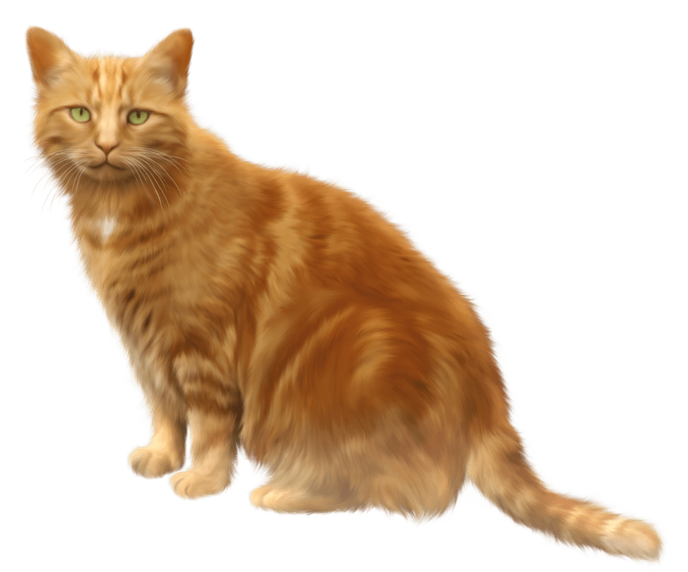 Cat PNG Clipart (28 Image) free png download