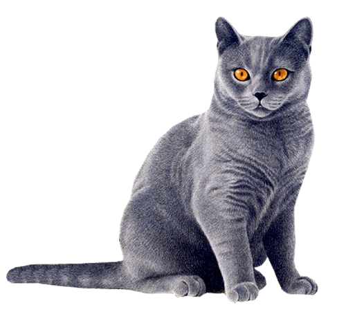 Cat PNG Clipart (28 Image) free png download
