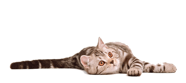 Cat PNG Clipart (28 Image) free png download