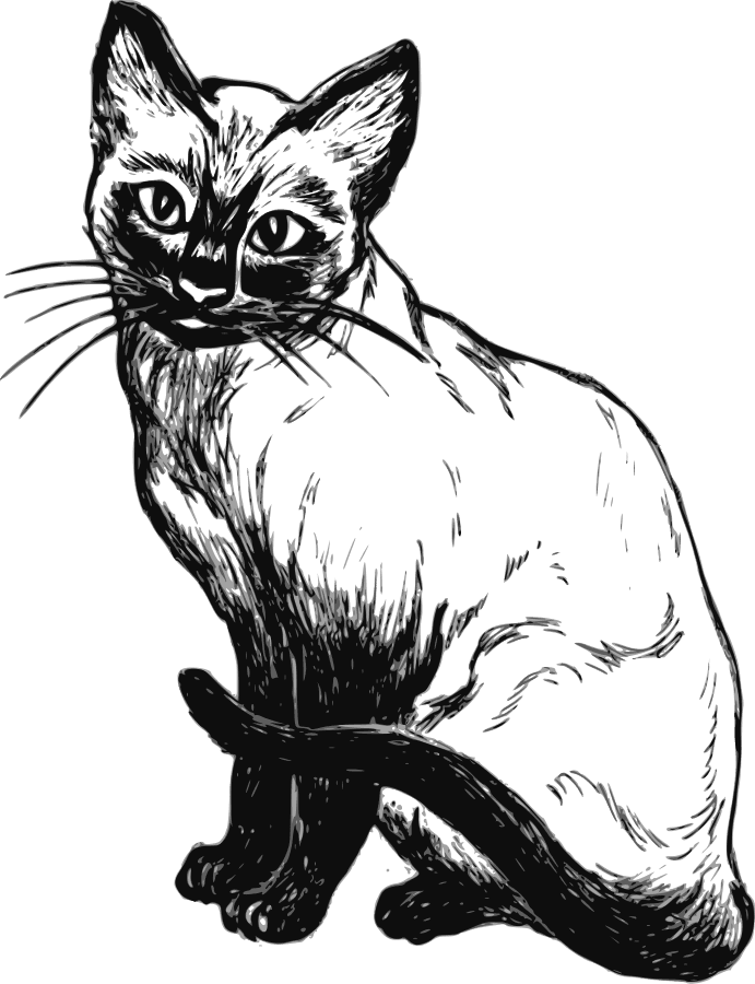Cat PNG Clipart (28 Image) free png download