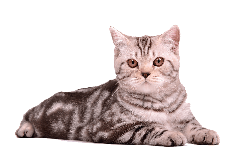 Cat PNG Clipart (28 Image) free png download