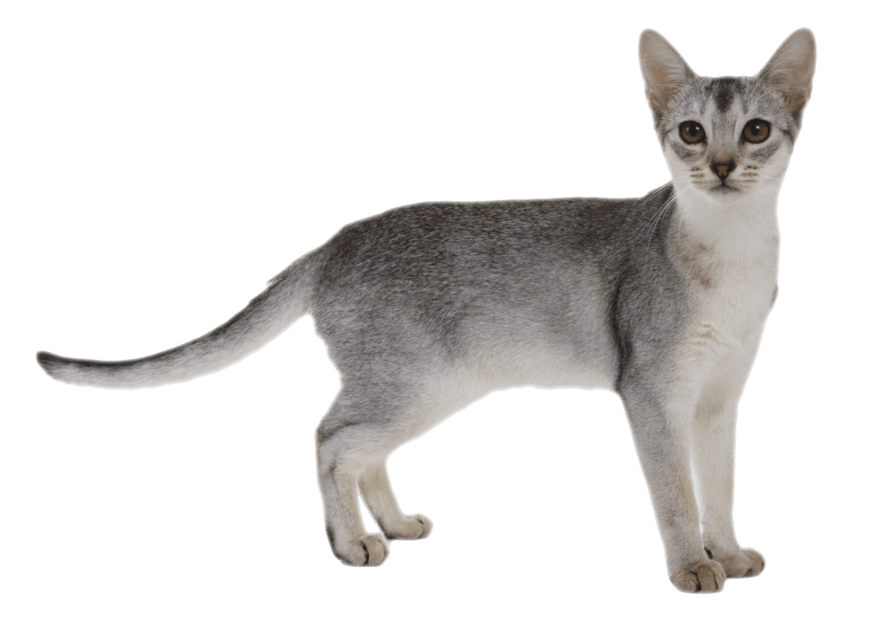 Cat PNG Clipart (28 Image) free png download