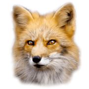 Fox Head PNG Clipart (7 Image)