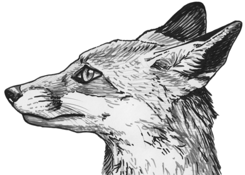 Fox Head PNG Clipart (7 Image) free png download