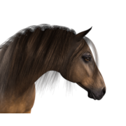 Horse Head Png Clipart (23 Image) free png download