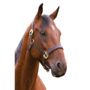 Horse Head Png Clipart (23 Image) free png download