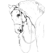 Horse Head Png Clipart (23 Image) free png download