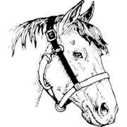 Horse Head Png Clipart (23 Image) free png download