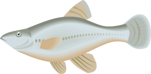 Different Fish Vector Set free png download