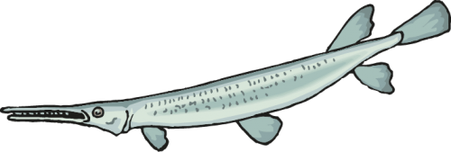 Different Fish Vector Set free png download