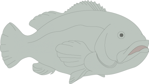 Different Fish Vector Set free png download