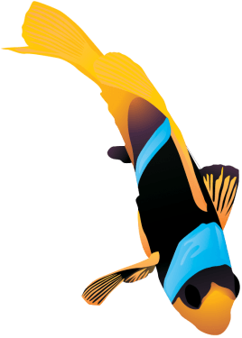 Fish Vector Pack free png download