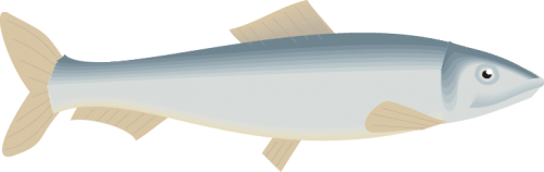 Different Fish Vector Set free png download