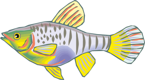 Different Fish Vector Set free png download