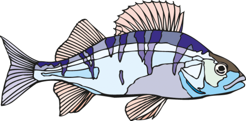 Different Fish Vector Set free png download