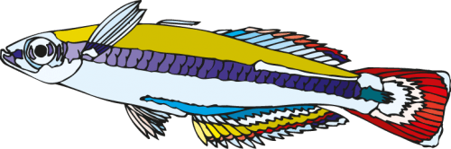 Different Fish Vector Set free png download