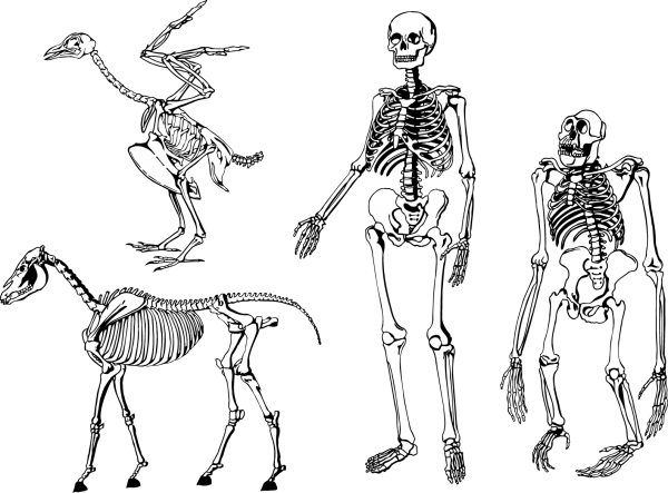 Bones Skeleton Vector free png download