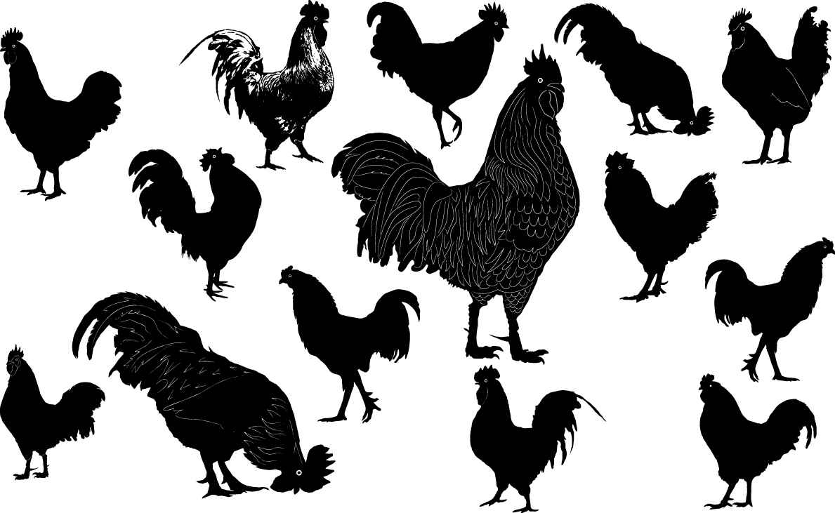 Cock silhouette free png download