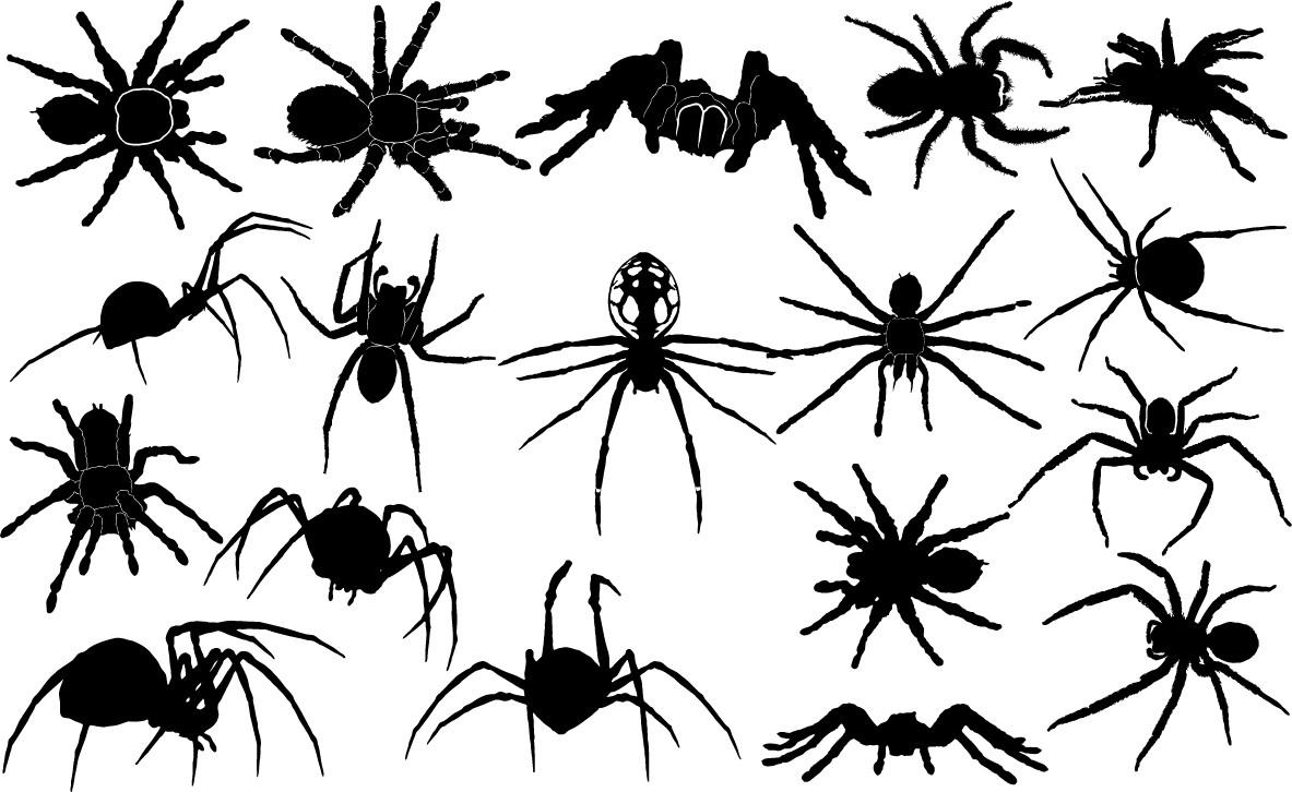 Spider silhouettes free png download